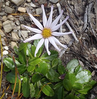 <i>Mairia</i> Genus of plants in the daisy family from South Africa