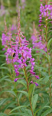 Épilobe à feuilles étroites (Epilobium angustifolium)