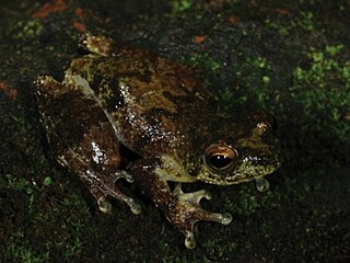 Hyperolius hypsiphonus Species of frog