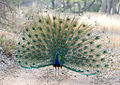 Male peacock at Ranthambhore