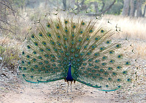 Male Peacock in courtship display at Ranthambhore Tiger Reserve.jpg