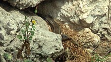 Maltese skink 1.JPG