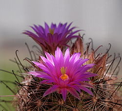 Mammillaria meridiorosei (8701319434).jpg