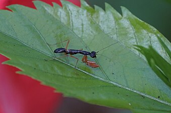 Unidentified Mantodea