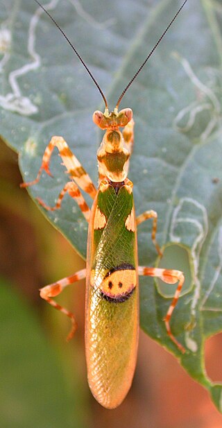 <i>Creobroter</i> Genus of praying mantises