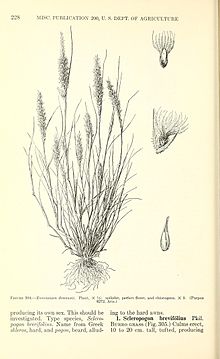 Manual of the grasses of the United States (Page 228) BHL42020867.jpg