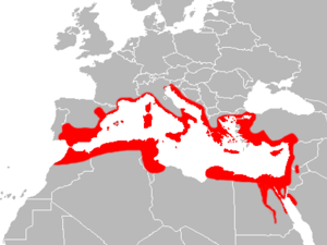 Mapa Hemidactylus turcicus.png