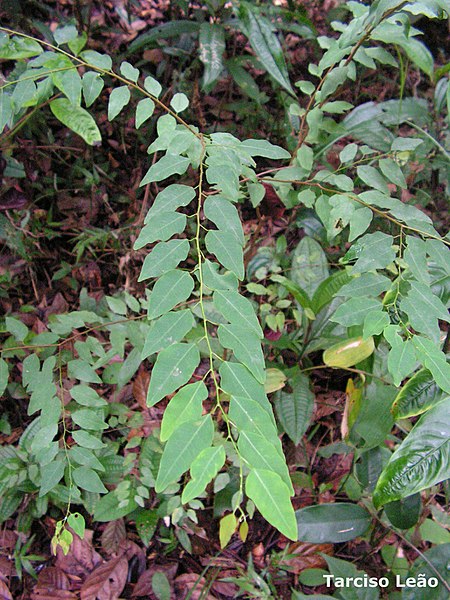 File:Maprounea guianensis, pinga-orvalho - Flickr - Tarciso Leão (1).jpg