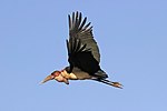 Marabou stork (Leptoptilos crumenifer) in flight 2.jpg
