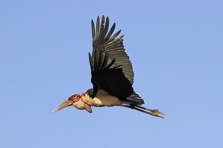 Marabou stork (Leptoptilos crumenifer) in flight 2