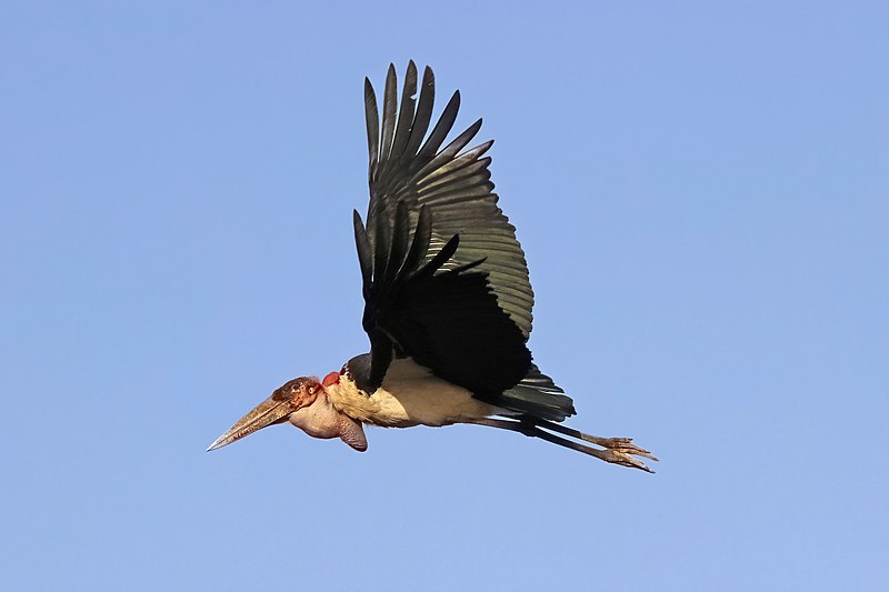File:Marabou stork (Leptoptilos crumenifer) in flight 2.jpg