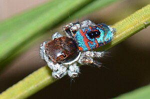 Maratus mungaich, male