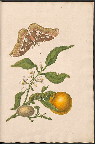 File:Maria Sibylla Merian-Metamorphosis-Uni bib Utrecht MAG AB 352 Rariora 52.jpg