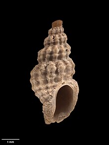 Shell of Comptella curta.