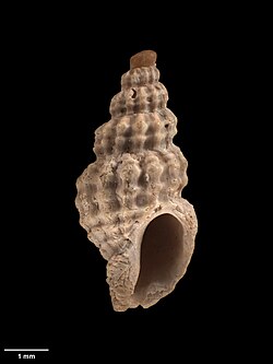 Marine snail, Comptella curta (Murdoch, 1905).jpg