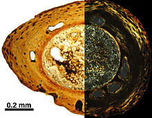 Cross section of a Marmorerpeton femur in normal transmitted (left) and polarized (right) light Marmorerpeton histology.jpg