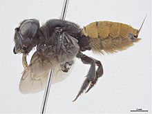 Megachile mystaceana f.jpg 