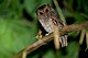 Megascops ingens, Rufescent Screech-Owl.jpg