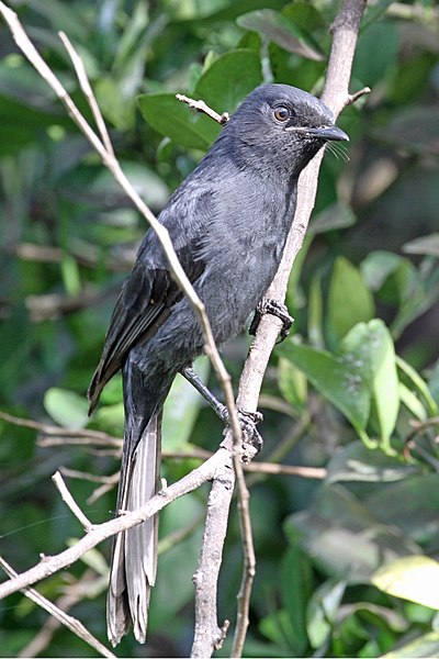 File:Melaenornis edolioides -Banjul, Gambia-8.jpg