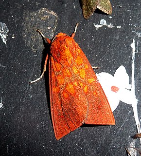 <i>Melese intensa</i> Species of moth