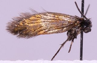 <i>Micropterix mansuetella</i> species of insect