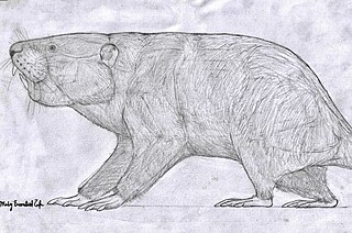 <i>Migmacastor</i> Extinct genus of rodents