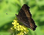 Aglais milberti (Milbert's tortoiseshell). Adult, ventral view of wings.