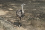 Greater rhea