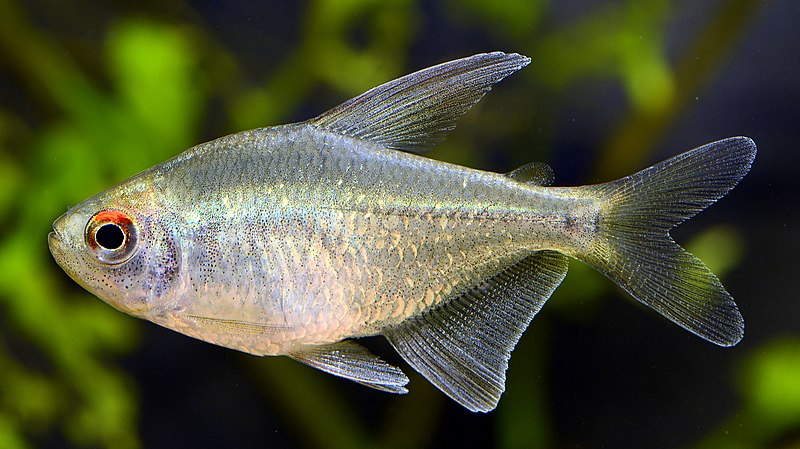 File:Moenkhausia pittieri young fish in aquarium.jpg