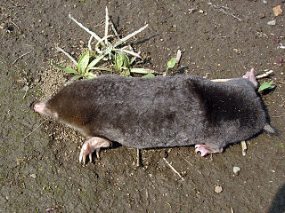 Small Japanese mole Species of mammal