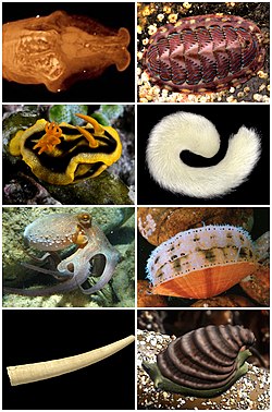 Mollusca Diversity.jpg