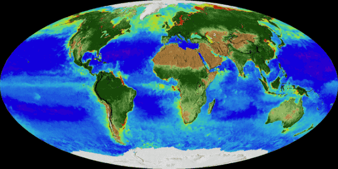 An Land erscheint die Vegetation auf einer Skala von braun (geringe Vegetation) bis dunkelgrün (starke Vegetation); An der Meeresoberfläche wird Phytoplankton auf einer Skala von lila (niedrig) bis gelb (hoch) angezeigt. Diese Visualisierung wurde mit Daten von Satelliten wie SeaWiFS und Instrumenten wie der NASA/NOAA Visible Infrared Imaging Radiometer Suite und dem Moderate Resolution Imaging Spectroradiometer erstellt.