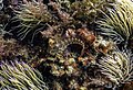 * Nomination Tentacled blenny (Parablennius tentacularis), Arrábida Natural Park, Portugal --Poco a poco 08:33, 27 August 2021 (UTC) * Promotion  Support Good quality. --GRDN711 23:55, 28 August 2021 (UTC)