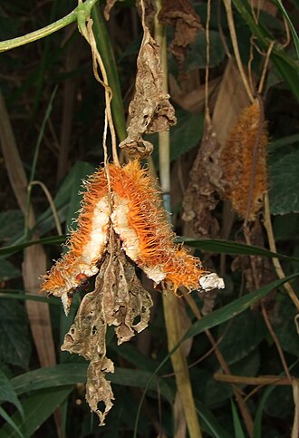 Remains of a ripe fruit, where the pericarp splits into three valves Momordica foetida, ripe fruit remains @ SSW of Morogoro.JPG