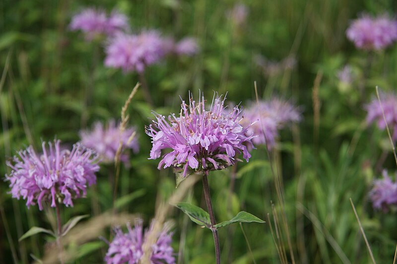 File:Monarda fistulosa - Wild Bergamots (5988185404).jpg