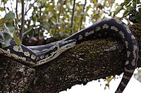 Morelia spilota variegata-1.jpg