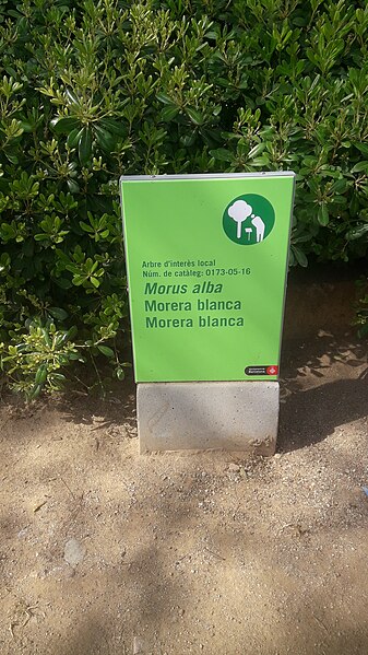 File:Morera blanca arbre d'interès local - 20200313 134636.jpg