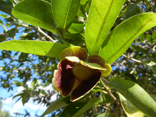 <i>Mosannona depressa</i> Species of tree