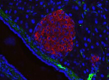 Mouse pancreatic islet.jpg