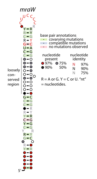 mraW RNA motif