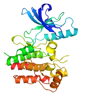 <span class="mw-page-title-main">MuSK protein</span> Mammalian protein found in Homo sapiens