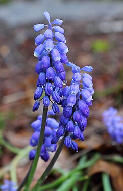 North Colchis calcareous endemic - Muscari dolichantum Woronow et Tron in the conditions of the wild nature