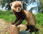 Steppe polecat