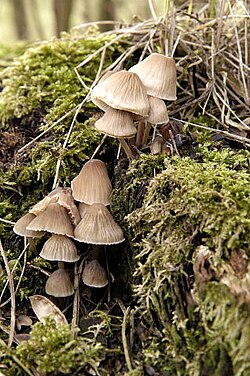 Rožialakštė šalmabudė (Mycena galericulata)
