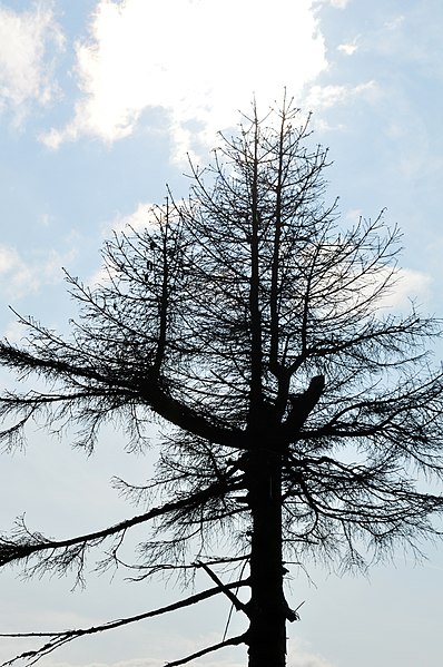 File:NP Harz - Wald am Brocken (49).jpg