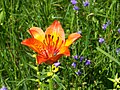 Thumbnail for File:Natural reserve Nad Zavírkou in 2010 – 17 – Lilium bulbiferum.jpg