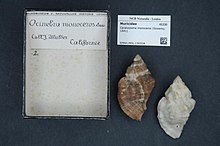 Naturalis Biodiversity Center - RMNH.MOL.130324 - Ceratostoma monoceros (Sowerby, 1841) - Muricidae - Moluska shell.jpeg