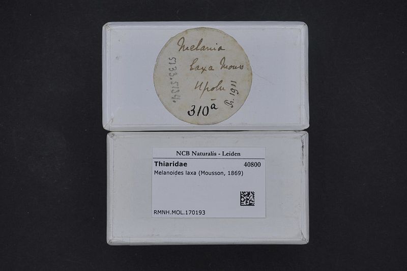 File:Naturalis Biodiversity Center - RMNH.MOL.170193 1 - Melanoides laxa (Mousson, 1869) - Thiaridae - Mollusc shell.jpeg