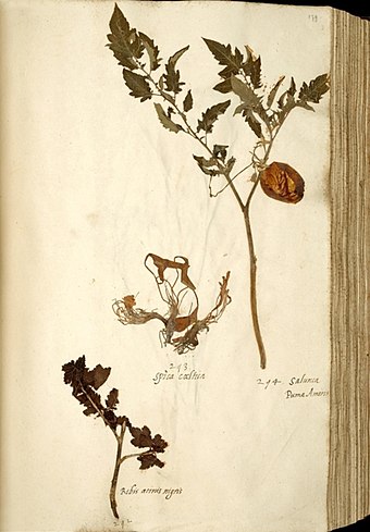 Solanum lycopersicum var. lycopersicum: the oldest surviving tomato fruit and leaves. Page from the En Tibi Herbarium, 1558. Naturalis Leiden.