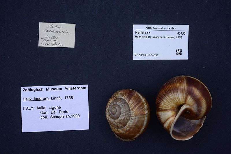 File:Naturalis Biodiversity Center - ZMA.MOLL.404357 - Helix (Helix) lucorum Linnaeus, 1758 - Helicidae - Mollusc shell.jpeg